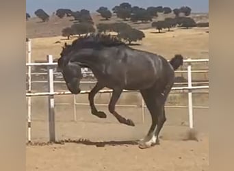 PRE, Gelding, 2 years, 15,2 hh, Grey