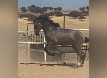 PRE, Gelding, 2 years, 15,2 hh, Grey