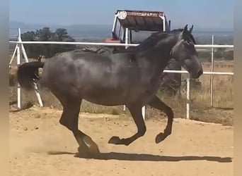 PRE, Gelding, 2 years, 15,2 hh, Grey