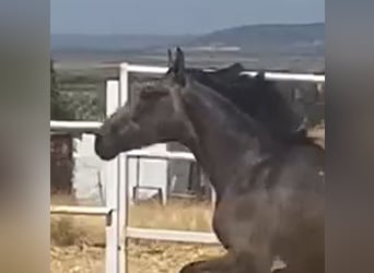 PRE, Gelding, 2 years, 15,2 hh, Grey