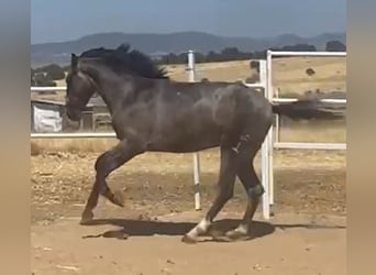 PRE, Gelding, 2 years, 15,2 hh, Grey