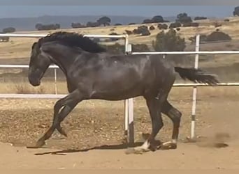 PRE, Gelding, 2 years, 15,2 hh, Grey