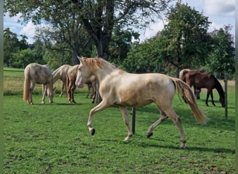 PRE, Gelding, 2 years, 15,2 hh, Perlino
