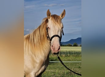 PRE, Gelding, 2 years, 15,2 hh, Perlino