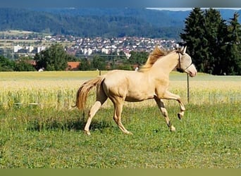 PRE, Gelding, 2 years, 15,2 hh, Perlino