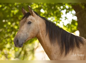 PRE, Gelding, 2 years, 16.1 hh, Buckskin