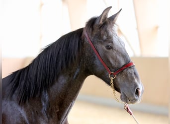 PRE Mix, Wallach, 2 Jahre, 16,1 hh, Schimmel