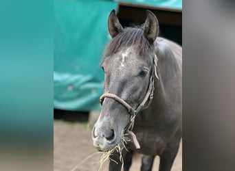 PRE Mix, Wallach, 2 Jahre, 16,1 hh, Schimmel