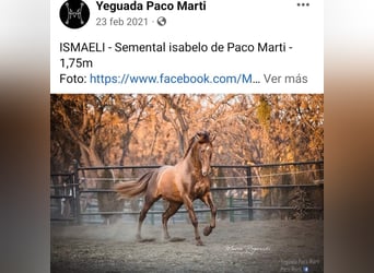 PRE, Gelding, 2 years, 16 hh, Bay-Dark