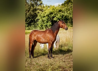PRE Mix, Gelding, 2 years, 16 hh, Brown