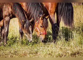 PRE Mix, Gelding, 2 years, 16 hh, Brown