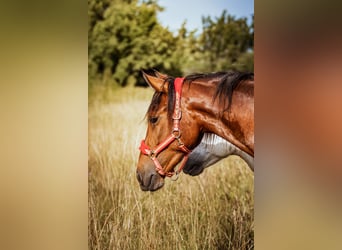 PRE Mix, Gelding, 2 years, 16 hh, Brown