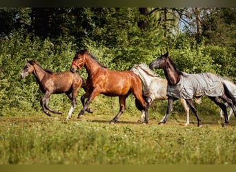 PRE Mix, Gelding, 2 years, 16 hh, Brown