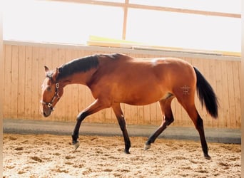PRE Mix, Gelding, 2 years, 16 hh, Brown