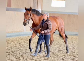 PRE Mix, Gelding, 2 years, 16 hh, Brown