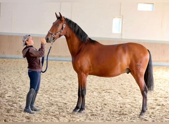 PRE Mix, Gelding, 2 years, 16 hh, Brown