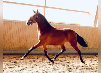 PRE Mix, Gelding, 2 years, 16 hh, Brown