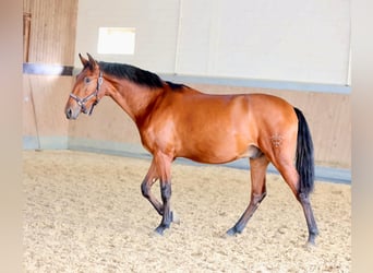 PRE Mix, Gelding, 2 years, 16 hh, Brown