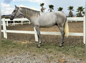 PRE Mix, Gelding, 2 years, 16 hh, Grey