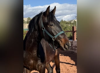 PRE, Gelding, 2 years, Bay-Dark