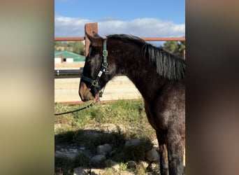 PRE, Gelding, 2 years, Bay-Dark