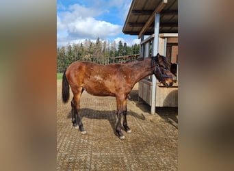 PRE Mix, Gelding, 3 years, 12.2 hh, Brown