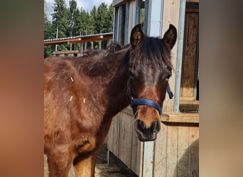 PRE Mix, Gelding, 3 years, 12.2 hh, Brown