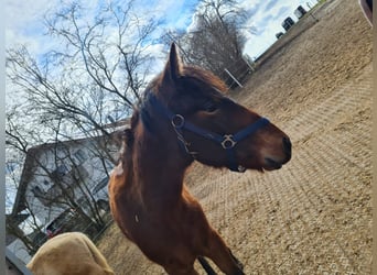 PRE Mix, Gelding, 3 years, 12.2 hh, Brown