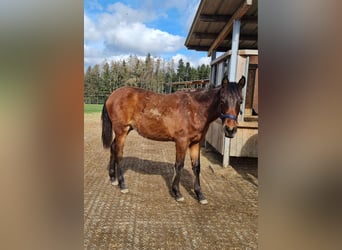 PRE Mix, Gelding, 3 years, 12.2 hh, Brown