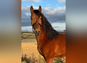 PRE Mix, Gelding, 3 years, 14.2 hh, Brown