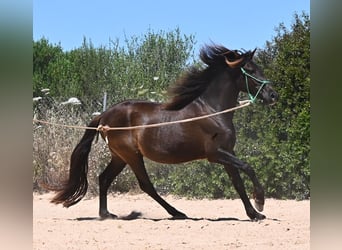 PRE Mix, Gelding, 3 years, 14.3 hh, Black