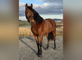 PRE Mix, Gelding, 3 years, 14.3 hh, Brown
