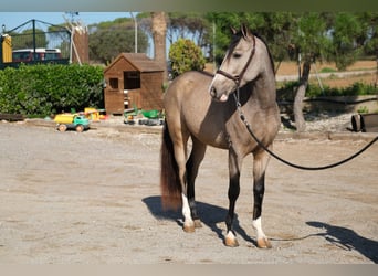 PRE Mix, Gelding, 3 years, 14,3 hh, Dun