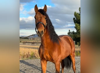 PRE Mix, Gelding, 3 years, 14,2 hh, Brown