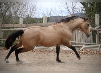 PRE, Gelding, 3 years, 15.1 hh, Buckskin