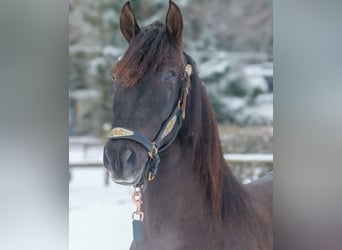 PRE, Gelding, 3 years, 15.1 hh, Chestnut