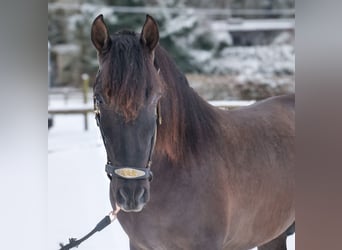 PRE, Gelding, 3 years, 15.1 hh, Chestnut