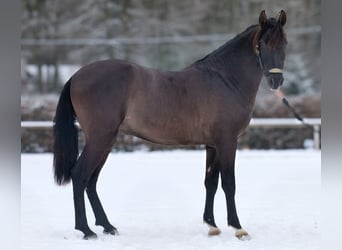PRE, Gelding, 3 years, 15.1 hh, Chestnut