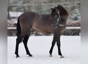PRE, Gelding, 3 years, 15.1 hh, Chestnut