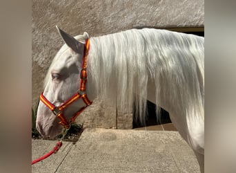 PRE Mix, Gelding, 3 years, 15,1 hh, Cremello