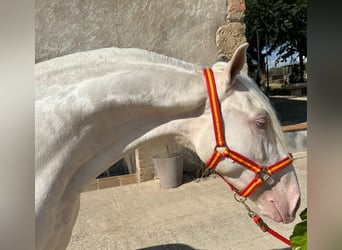 PRE Mix, Gelding, 3 years, 15,1 hh, Cremello