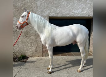 PRE Mix, Gelding, 3 years, 15,1 hh, Cremello