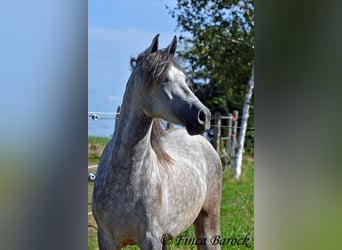 PRE, Gelding, 3 years, 15,1 hh, Gray