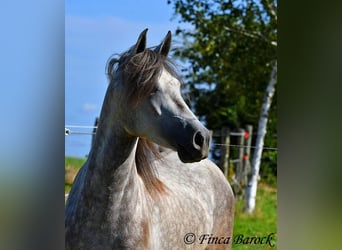 PRE, Gelding, 3 years, 15,1 hh, Gray