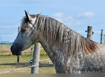 PRE, Gelding, 3 years, 15,1 hh, Gray