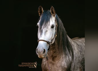 PRE Mix, Gelding, 3 years, 15.1 hh, Grey