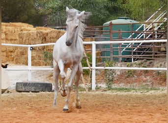 PRE Mix, Gelding, 3 years, 15.1 hh, Grey PRE Mix, Gelding, 3 years, 15.1 hh, Grey