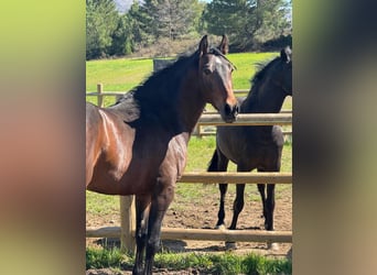 PRE, Gelding, 3 years, 15.2 hh, Bay-Dark