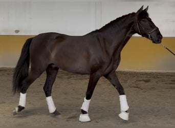 PRE, Gelding, 3 years, 15.2 hh, Black