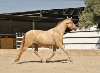 PRE Mix, Gelding, 3 years, 15.2 hh, Champagne